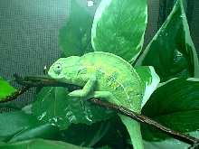 4 month old F. lateralis