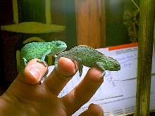 lateralis
