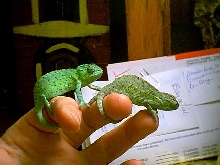 lateralis