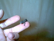 CH lateralis