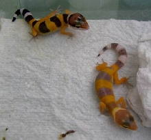 SHTCTB hatchlings