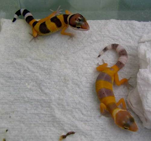 SHTCTB hatchlings