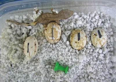 my first hatchling