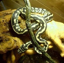 Jungle Carpet python