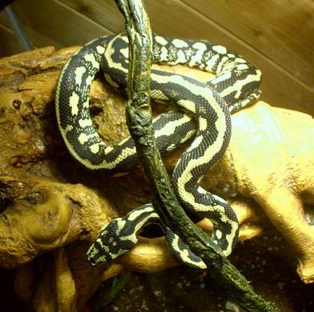 Jungle Carpet python