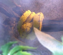 Jayapura GTP