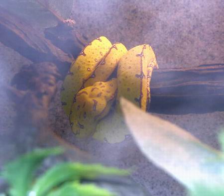 Jayapura GTP