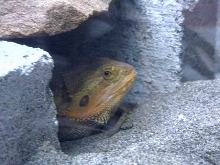 male dragon hiding