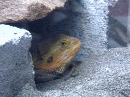 male dragon hiding