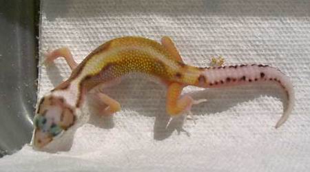 Hypo tangerine Stripe