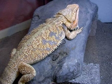 Another male beardie