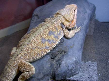 Another male beardie