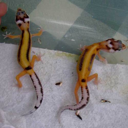 Rainbow x redstripe clutchmates