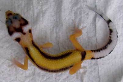 Rainbow x redstripe hatchling #1