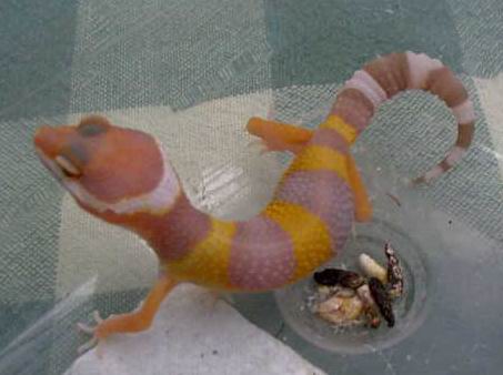 CarrotHead CarrotTail Albino