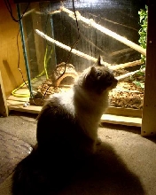 Kitty guarding the JCP's