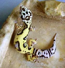 Bold Jungle Female