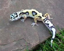 Bold Jungle Female