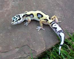 Bold Jungle Female