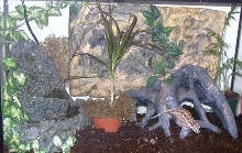 Gargoyle Ge[bleep]o Enclosure