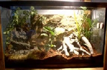 Gargoyle Gecko Haven