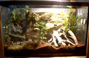 Gargoyle Gecko Haven