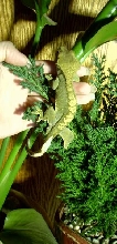 greenish crestie