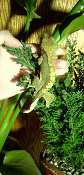 greenish crestie