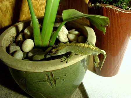 Just arrived home.. green crestie