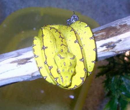 Jayapura GTP