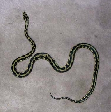 Jungle Carpet Python