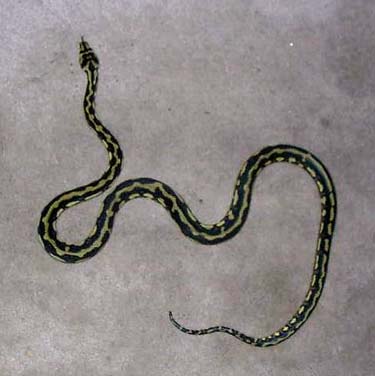 Jungle Carpet Python