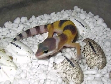 SHTCT hatchling