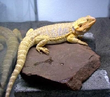 male dragon