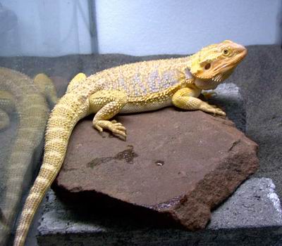male dragon