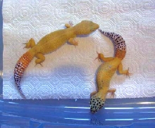 my tangerine girls