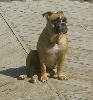 Victorian Bulldogge