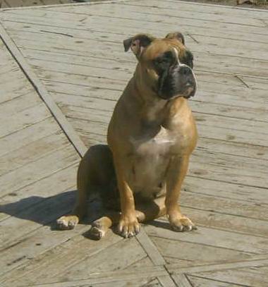 Victorian Bulldogge