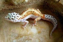 Rainbow Leopard Gecko