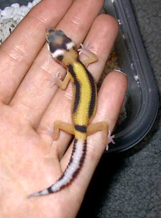 Rainbow X Redstripe hatchling