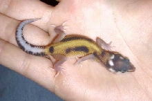 Rainbow X Redstripe Hatchling #2