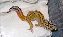 Red Stripe Male