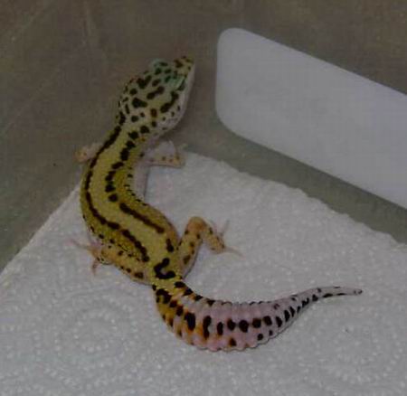Red stripe offspring