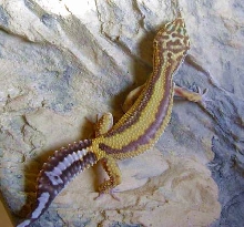 Albino Stripe Leo