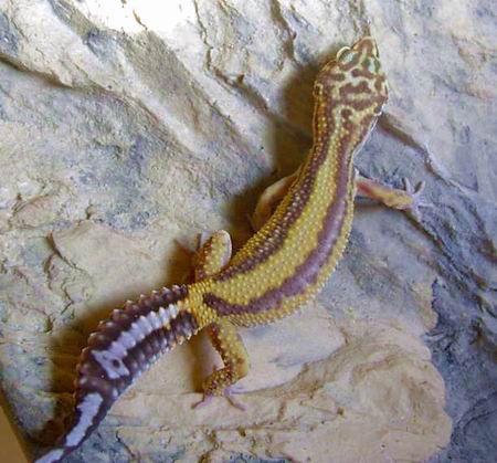 Albino Stripe Leo