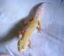 Tremper Tangerine Jungle Albino
