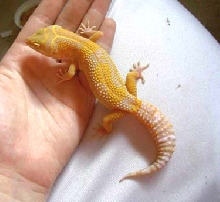 Tremper Tangerine Jungle Albino 2