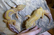 Tangerine Jungle Albino's