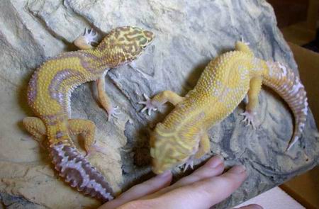 Tangerine Jungle Albino's