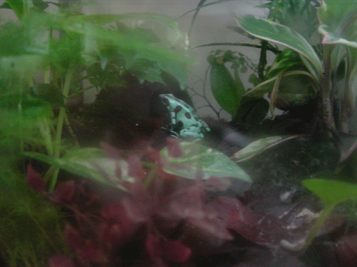 Female spotted auratus